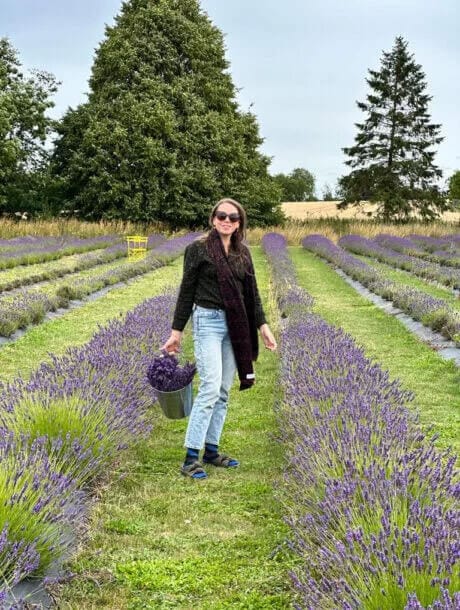 Genevieve-Sweeney-British-Lavender-Fields-aspect-ratio-460-610