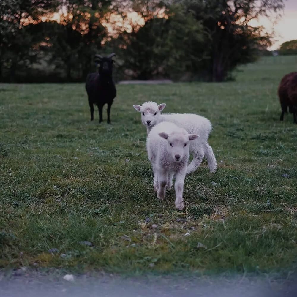 Genevieve-Sweeney-Spring-Sheep-