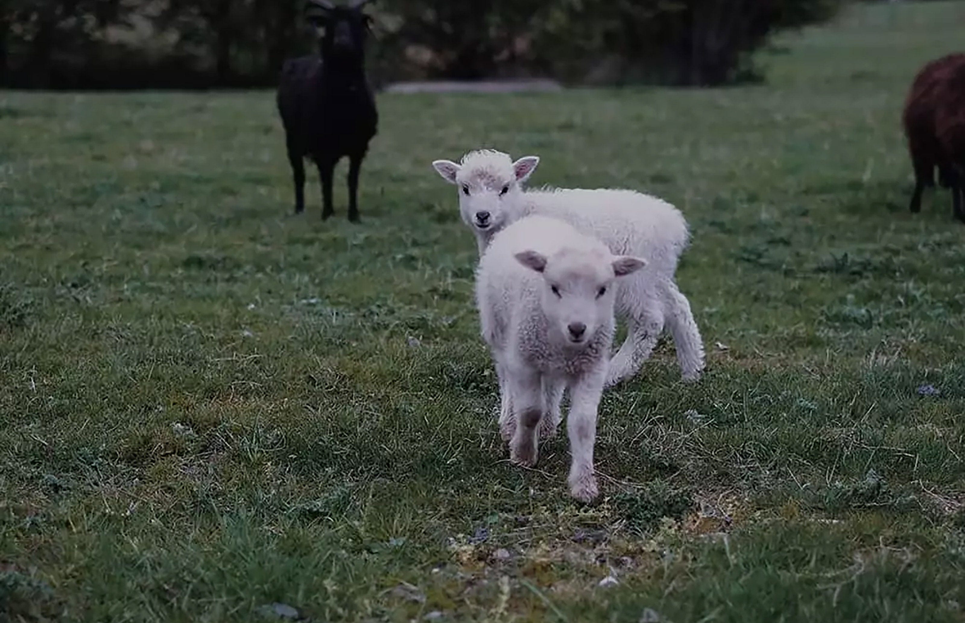 Genevieve-Sweeney-Spring-Sheep