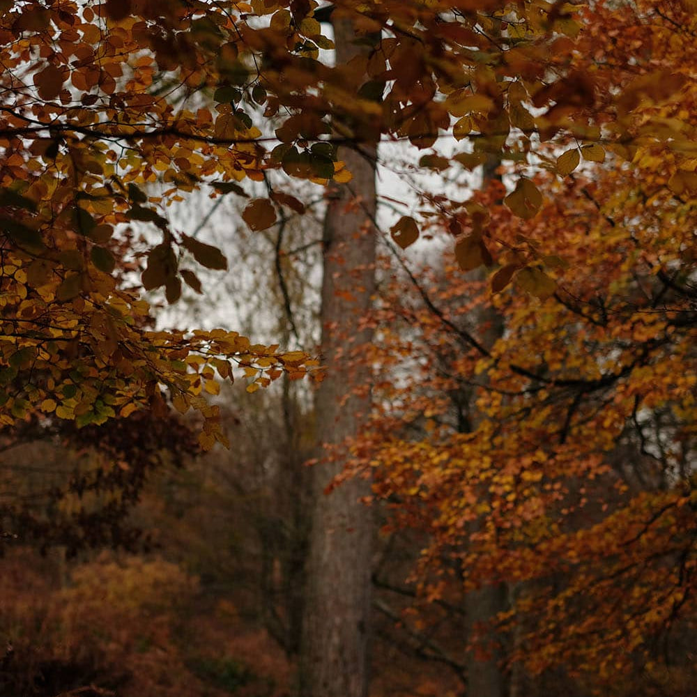Autumn Walks in the Forest