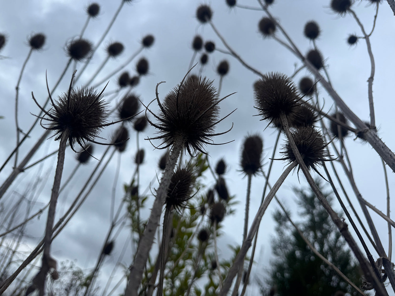 Genevieve Sweeney Briitsh grown Teasels
