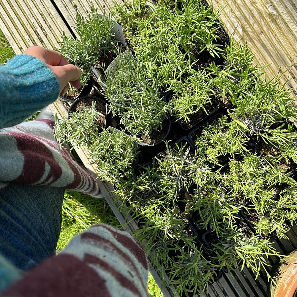 a collection of lavender plants for rewilding britain