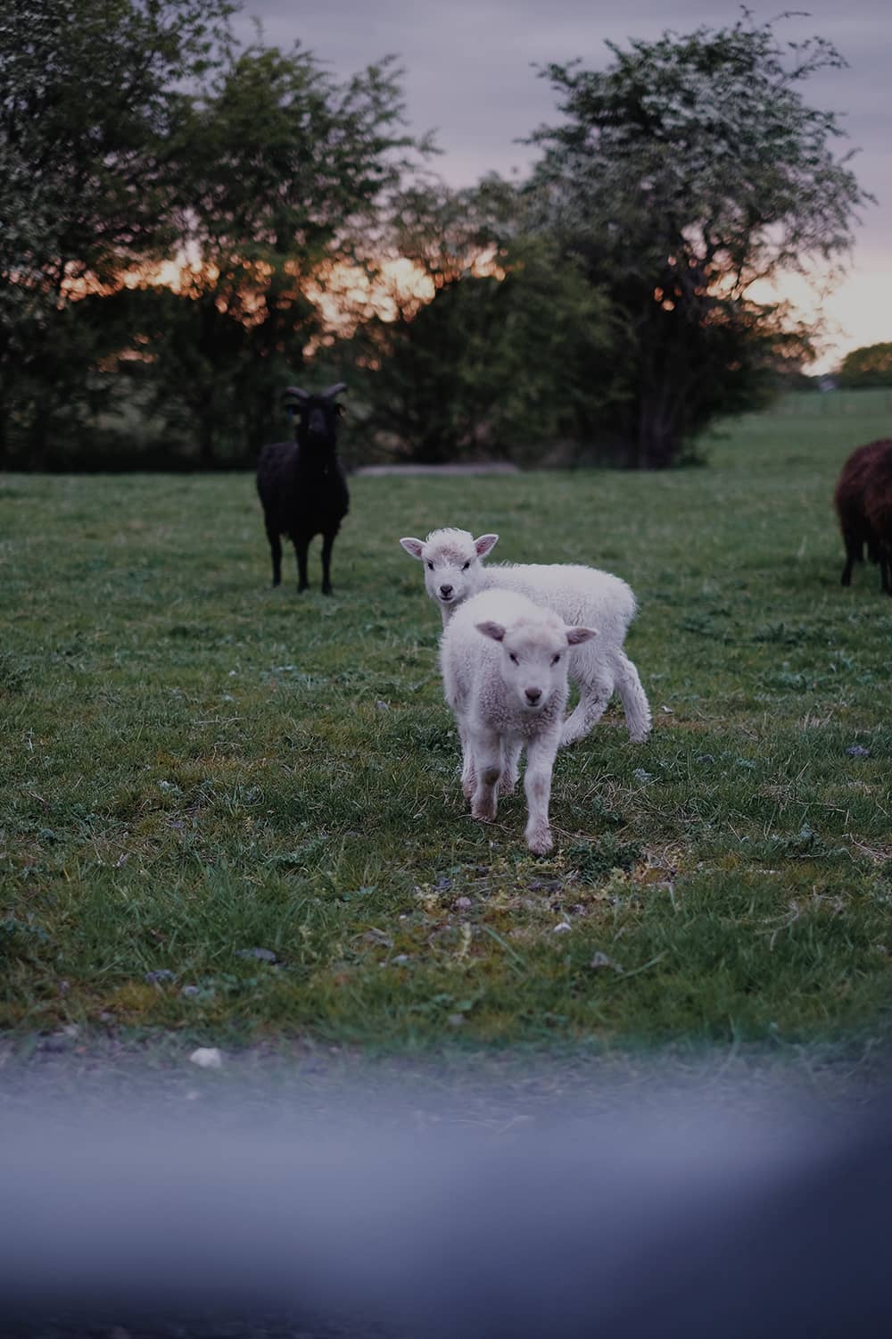 Spring Lambs in English Countryside