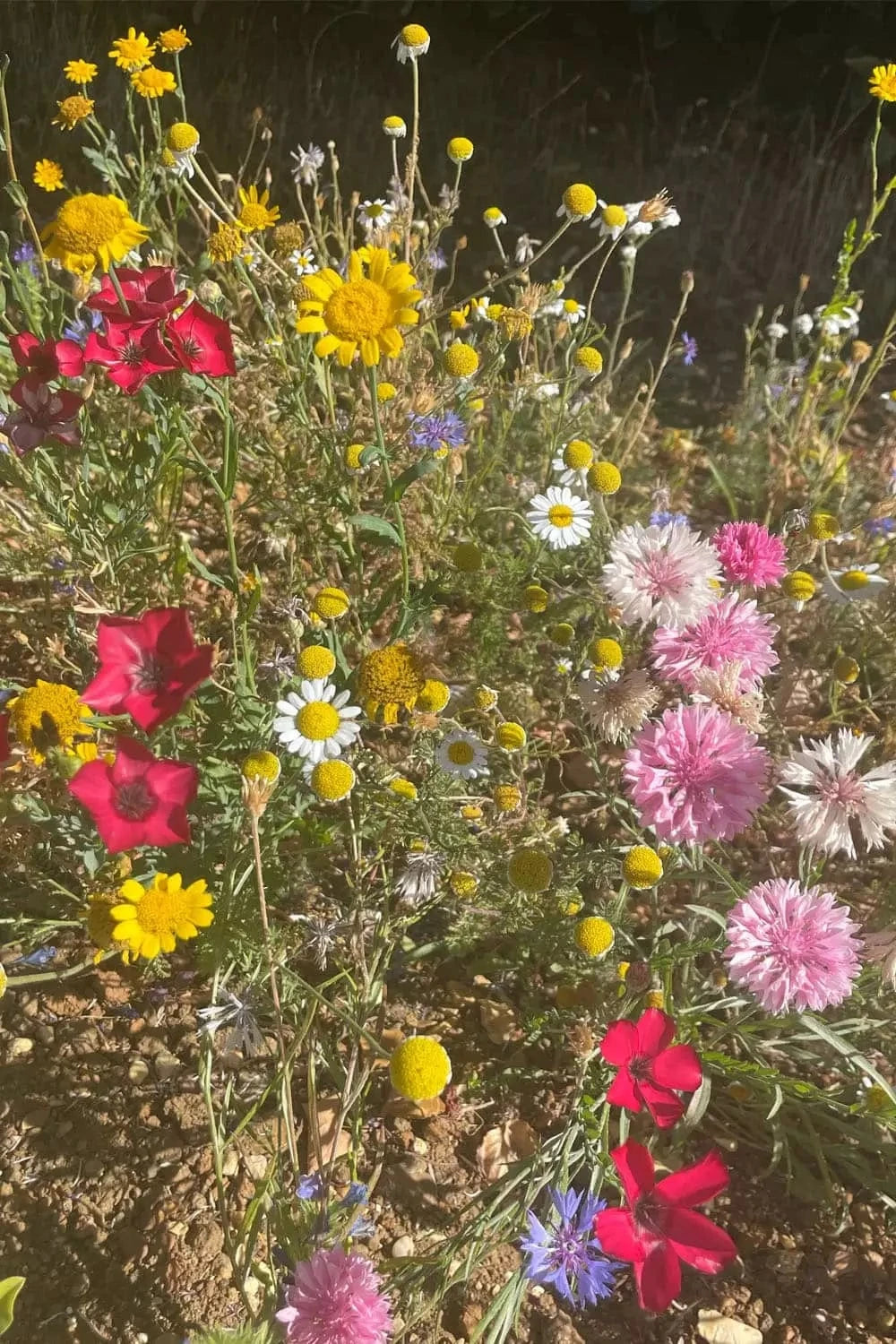 Genevieve-Sweeney-Rewilding-British-Countryside-Medow-Inspiration